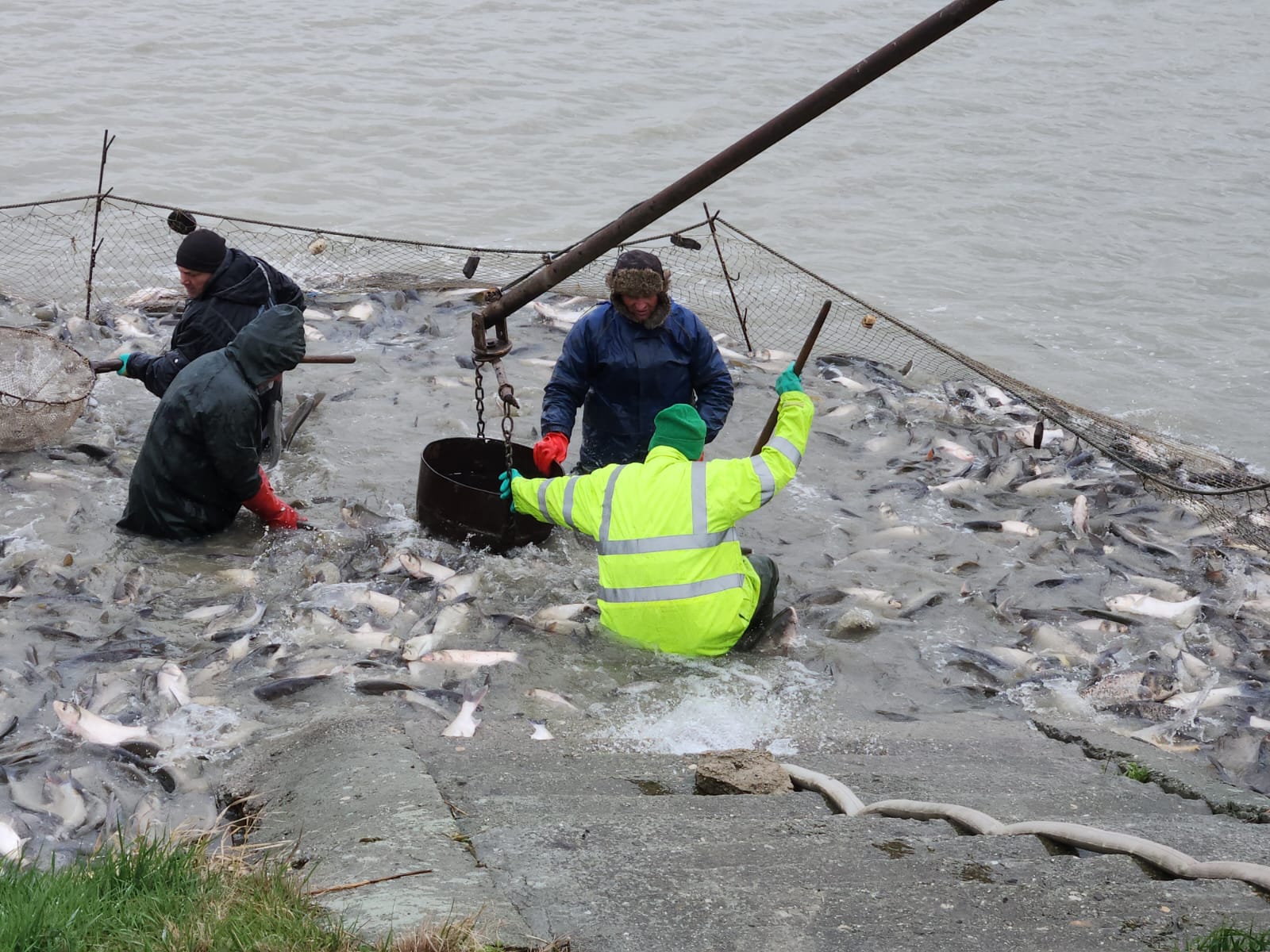 FOTO/VIDEO. Prima repopulare din acest an, pe cel mai mare lac din județul Satu Mare