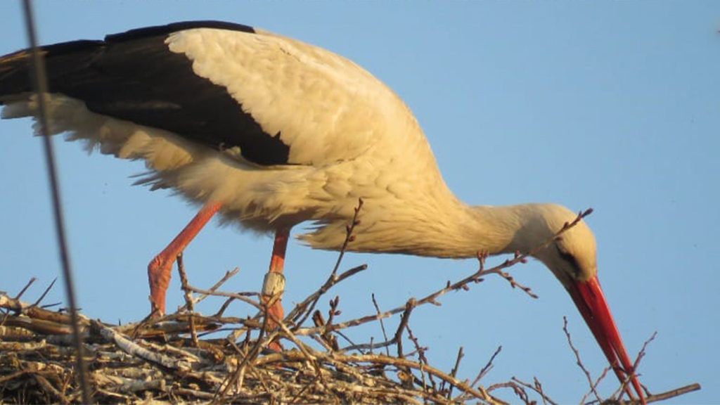 FOTO. Cea mai în vârstă barză din România s-a mutat din Satu Mare în Bihor. A împlinit 21 de ani