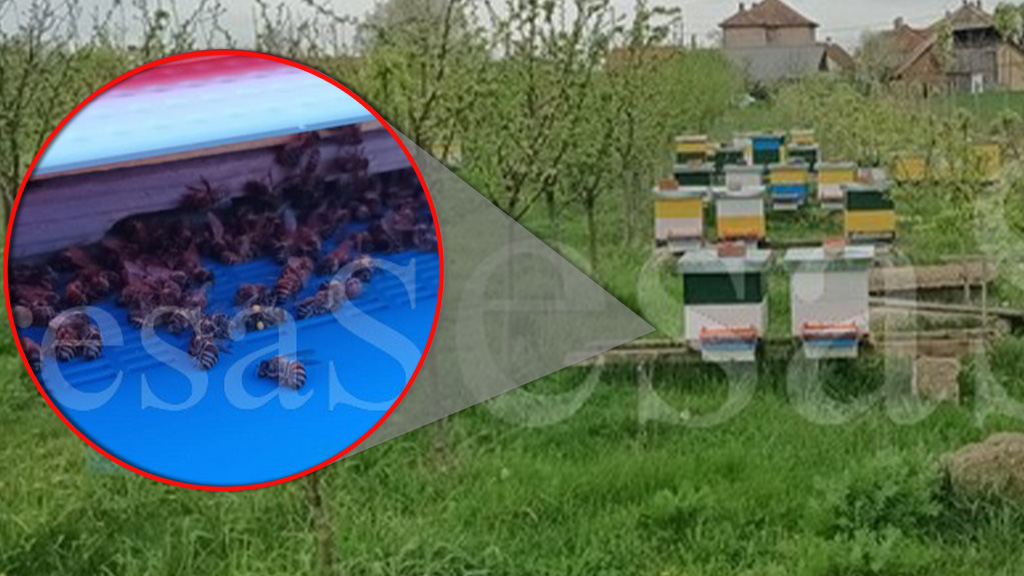 FOTO/VIDEO. Anchetă de proporții în județ după moartea a sute de mii de albine. Poliția, DSVSA și Prefectura