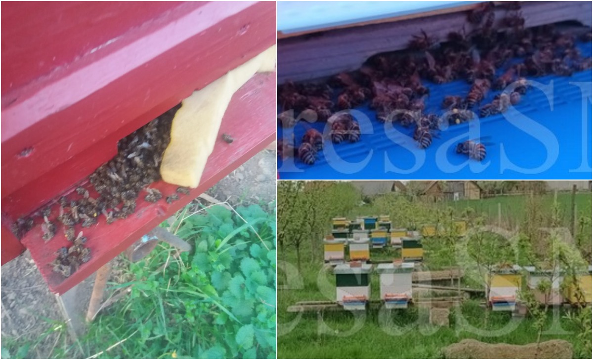 FOTO/VIDEO. Dezastru apicol în județul Satu Mare. Sute de mii de albine au fost otrăvite