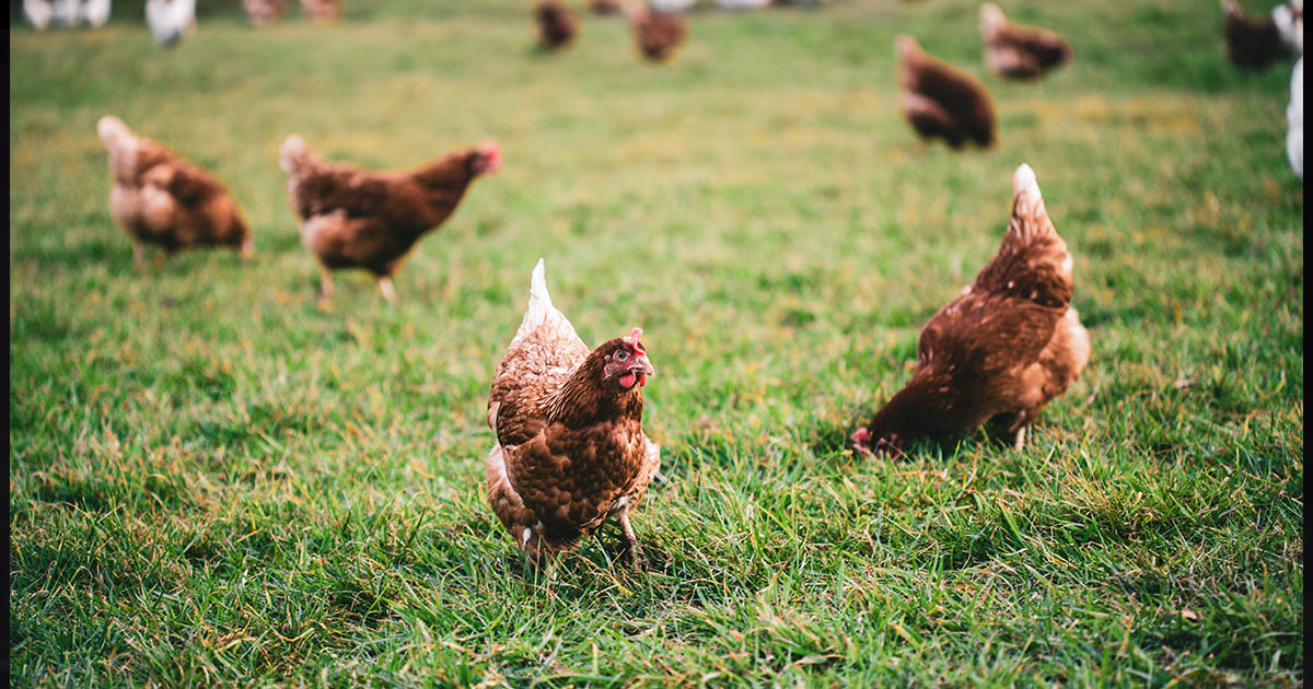 Magyar Lóránd: Subvenții mai mari pentru creșterea porcilor, păsărilor de curte și cultivarea legumelor