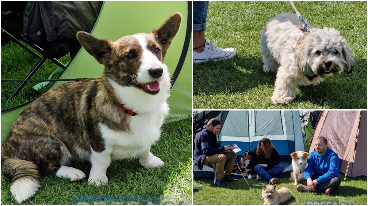 FOTO/VIDEO. Expoziție spectaculoasă de câini la Satu Mare. Sute de patrupede în competiție