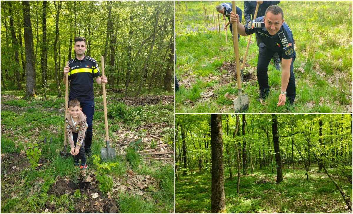 FOTO. Infractorii taie, polițiștii plantează. Campanie de împădurire la Satu Mare
