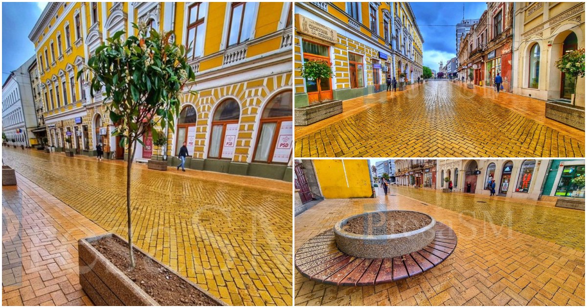 FOTOGALERIE. Strada Ștefan cel Mare, schimbată la față. Au fost plantați copacii ornamentali