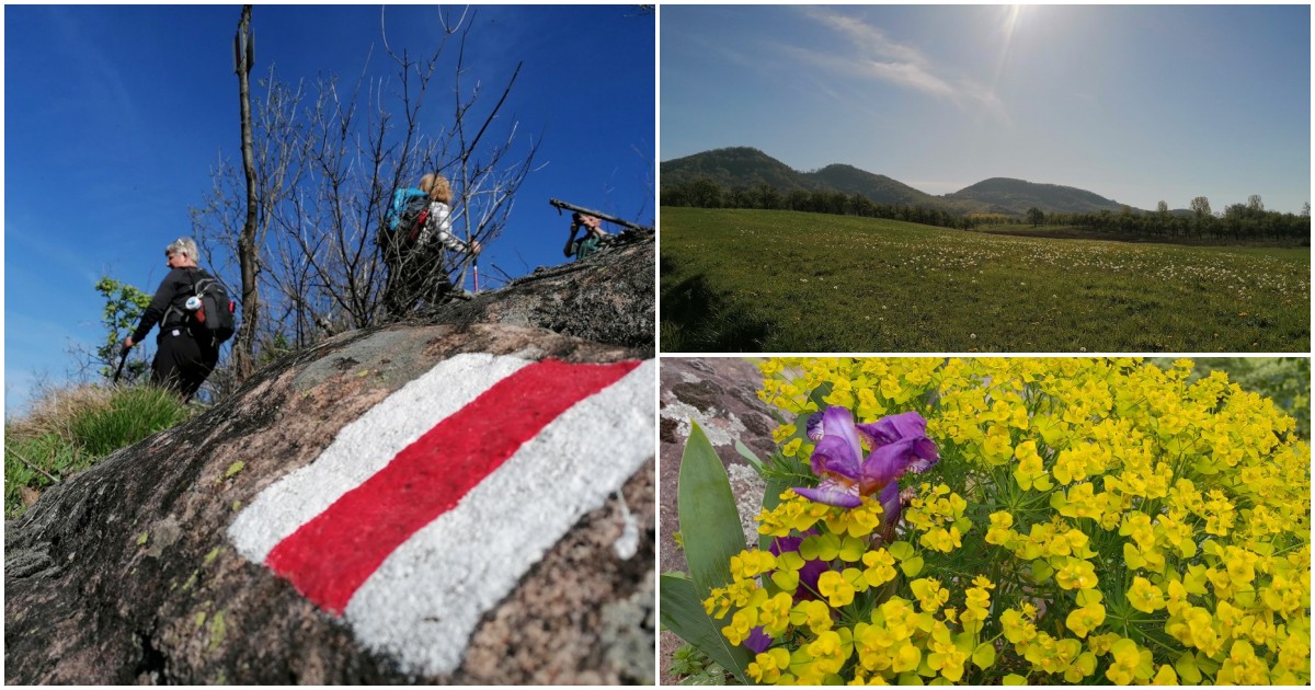 FOTO. S-a deschis un nou traseu turistic montan în județul Satu Mare: "Măgura Bătarciului, pe valuri de lavă"
