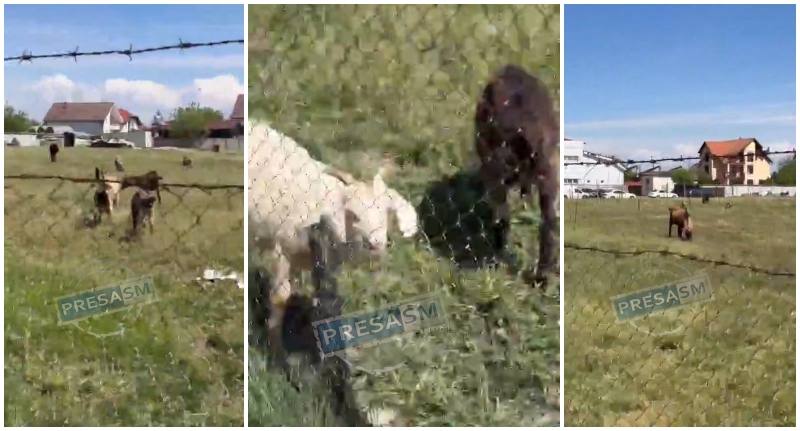 VIDEO. Nu e glumă! Fermă de capre în Cartierul Carpați II. Mirosul îi terorizează pe unii localnici