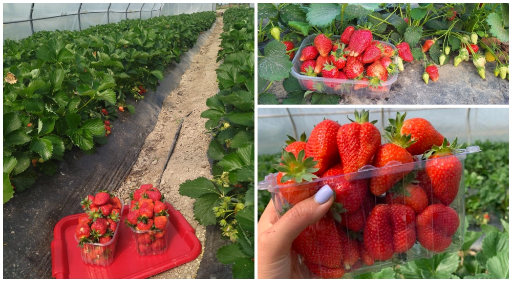 Cu cât se vând căpșunii de Satu Mare. Fermierii au lucrat din greu ca să le salveze de vremea capricioasă