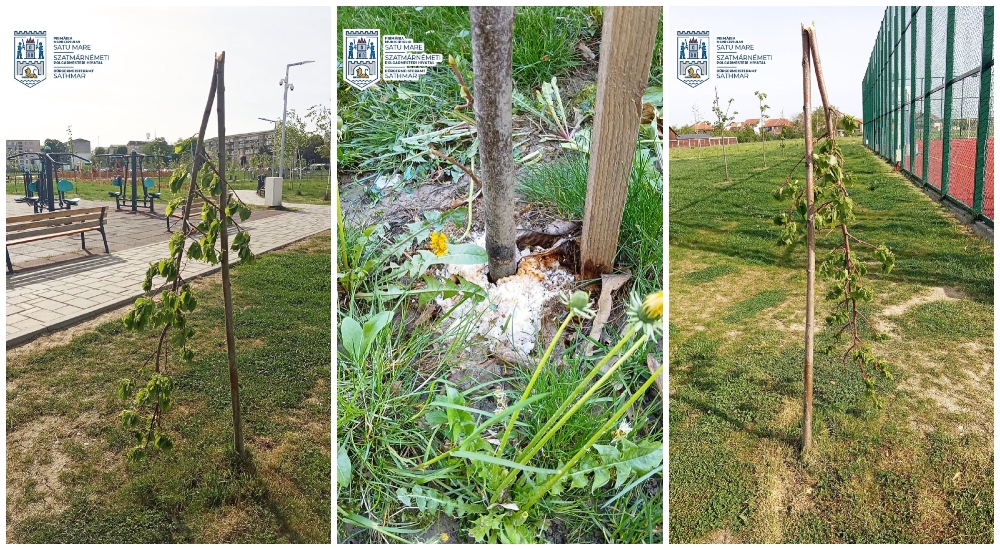 FOTO. REVOLTĂTOR! Copaci rupți sau otrăviți intenționat în municipiul Satu Mare