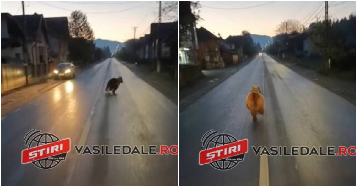 VIDEO. Surpriză pentru mai mulți șoferi din județul vecin. S-au întâlnit cu un urs pe drumul național