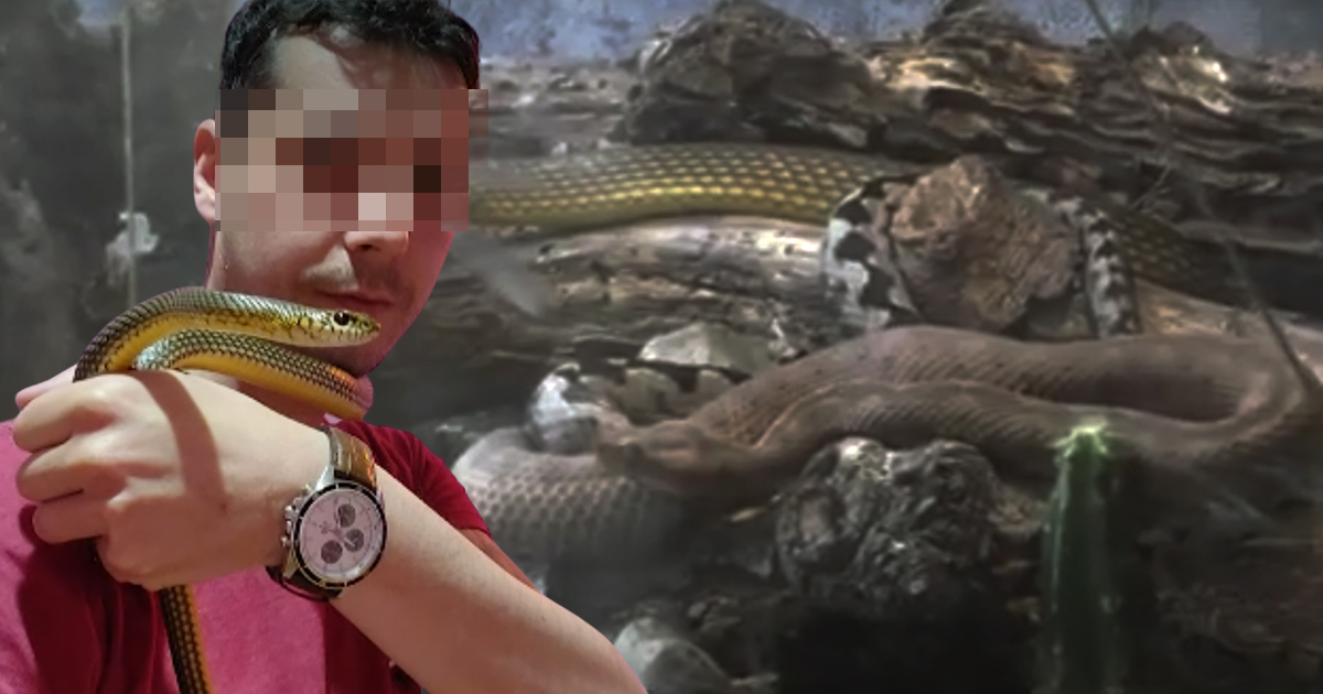 VIDEO. Caz șocant în țară. Tânăr găsit mort în apartament. În locuință creștea șerpi, inclusiv vipere cu corn