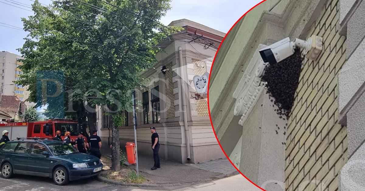 FOTO/VIDEO. Pompierii și jandarmii sătmăreni chemați să mute un roi de albine din centrul vechi al Sătmarului