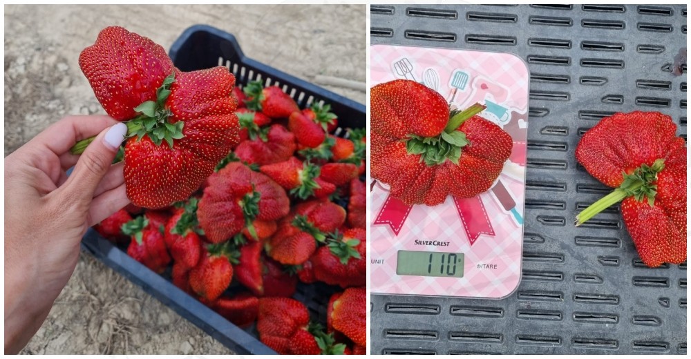 FOTO. Minunea din grădina unui sătmarean. Căpșuni de 140 de grame, un soi special