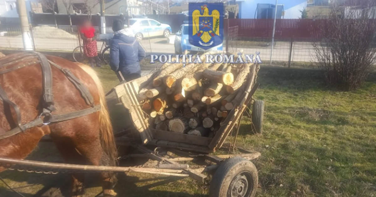Amendă de mii de lei pentru un sătmărean. Prins cu fagul în căruță