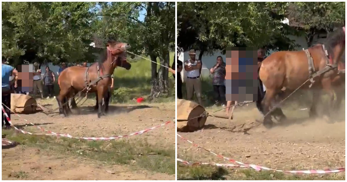 VIDEO. Imagini greu de privit la un concurs de cai din județul Satu Mare. Și-a lovit armăsarul cu o bucată de lemn