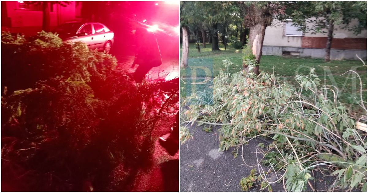 FOTO. Efectele Codului Roșu la Satu Mare: Copaci căzuți pe drumuri, pasaj inundat și cabluri electrice pe carosabil