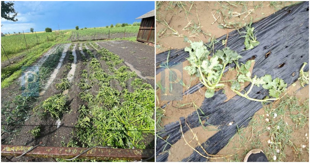 FOTO/VIDEO. Agricultori sătmăreni cu culturile distruse de grindină. Consiliul Județean arată cu degetul spre Ministerul Agriculturii
