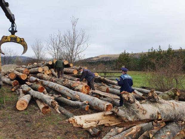 ANCHETĂ. Șuste, mită și bani mulți în unele ocoale silvice din județul Satu Mare