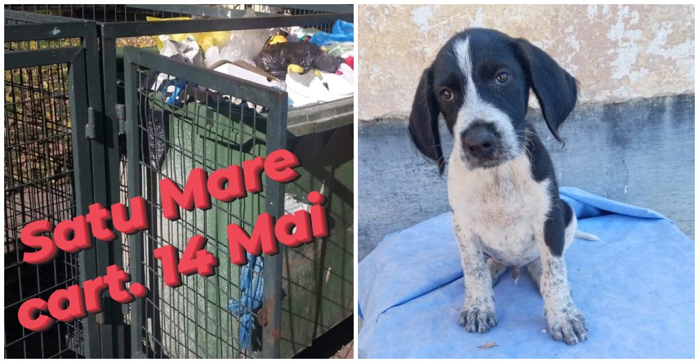 FOTO. Alertă în Satu Mare. Se caută persoana care a vrut să omoare un cățeluș. L-a legat și aruncat în tomberon