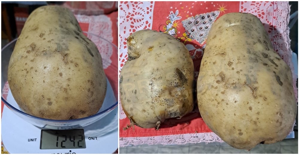 FOTO. Cartofi uriași, de peste 1 kg/bucata, obținuți în municipiul Satu Mare. Totul bio!