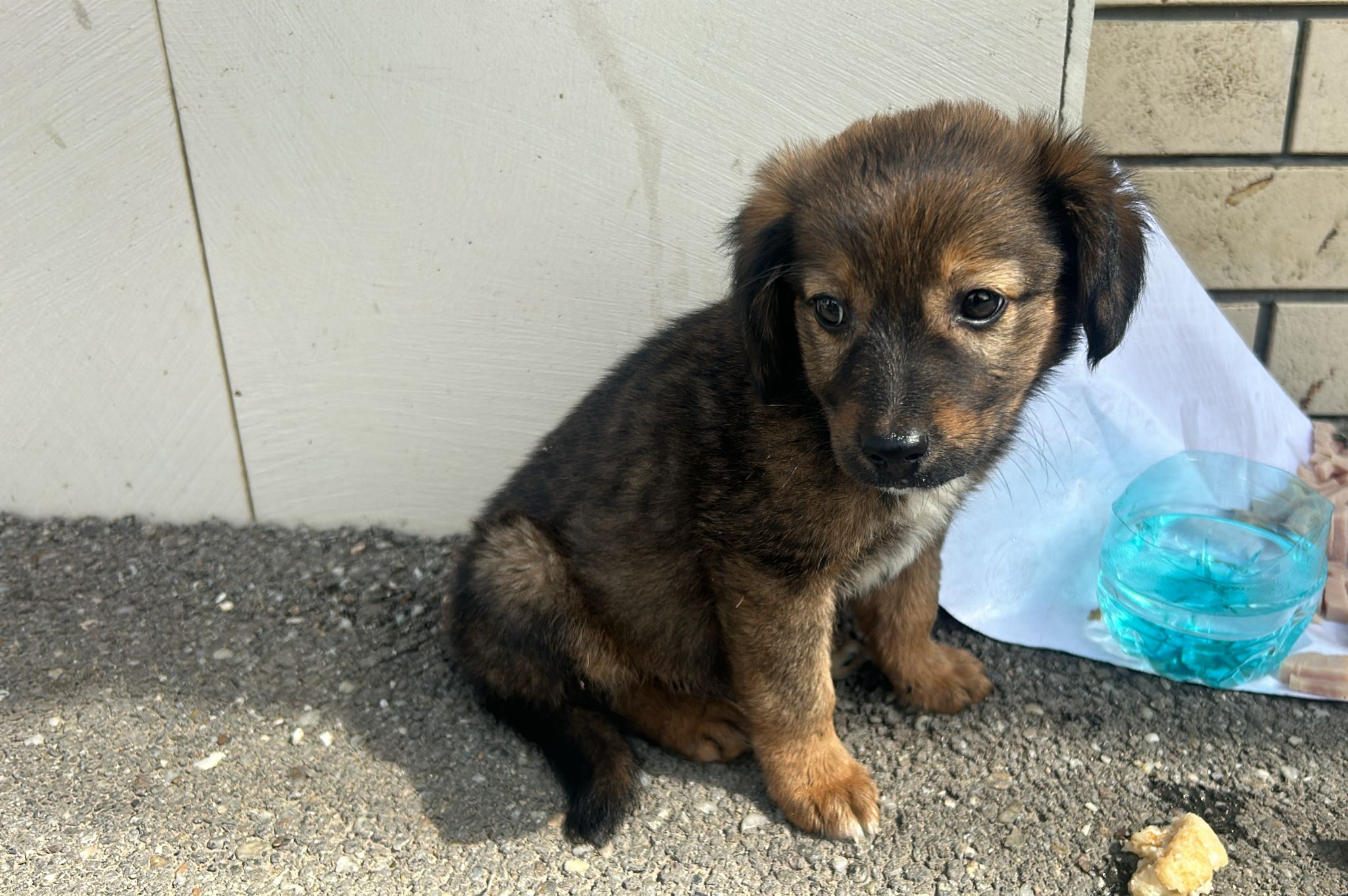 FOTO. Sătmărean amendat după ce și-a abandonat cățelul în fața unui magazin