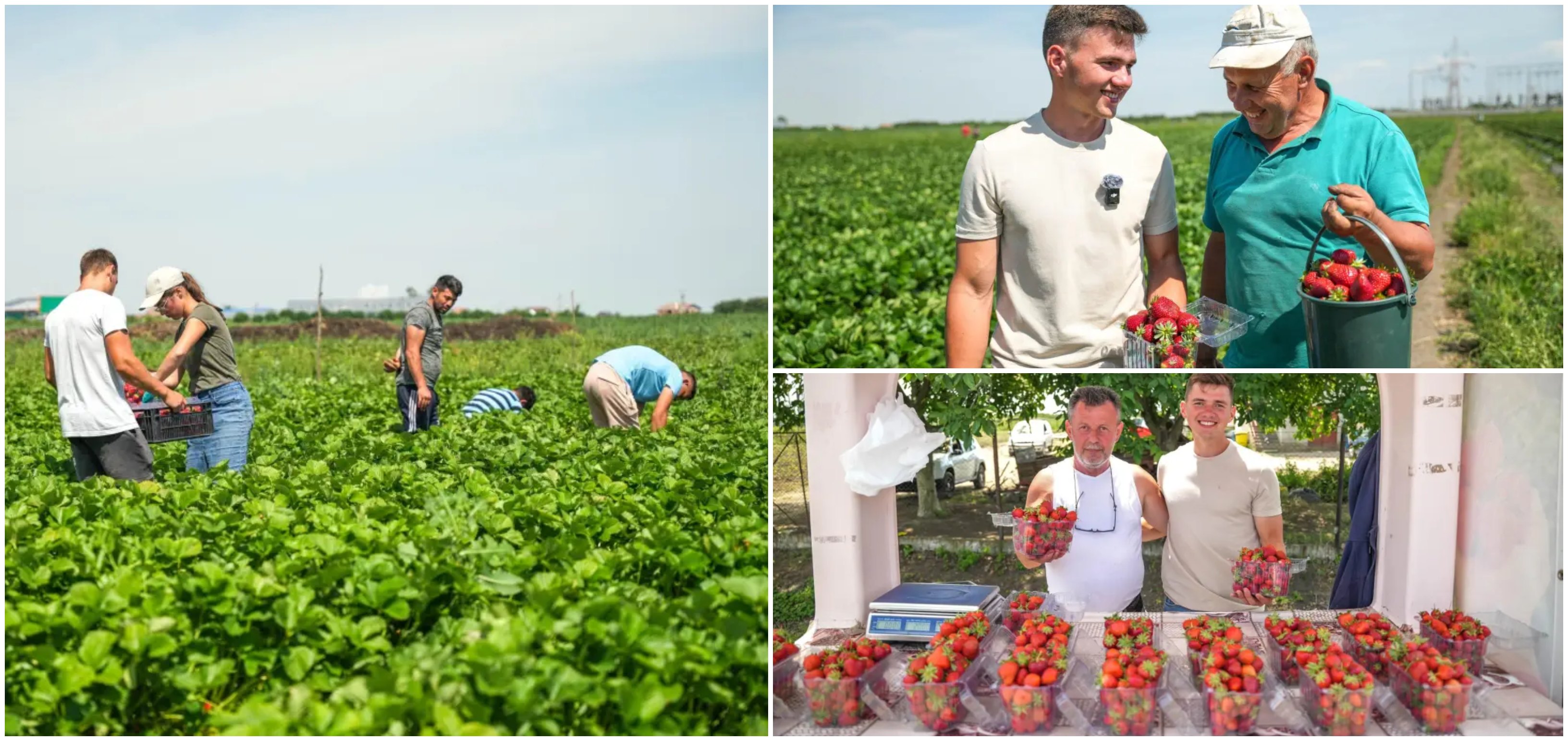 VIDEOREPORTAJ. Familia cu 16 copii din Oaș care produce căpșune bio. O poveste de succes remarcabilă