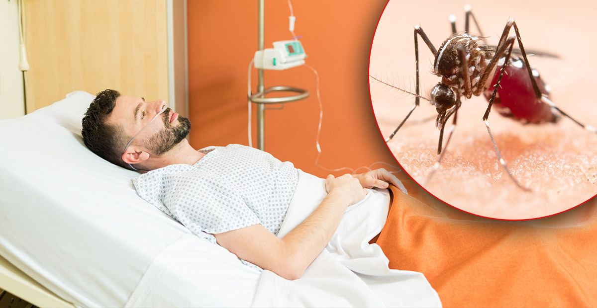 Un nou caz de infecție cu West Nile confirmat la Satu Mare