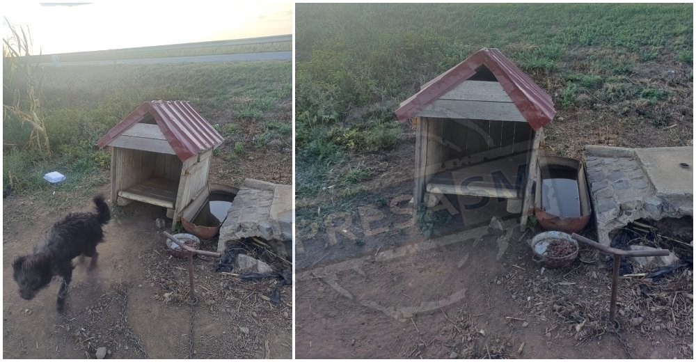 FOTO. Sătmărean amendat drastic pentru că și-a pus câinii să îi păzească câmpul