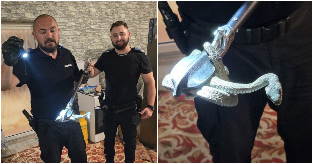 FOTO. Un sătmărean s-a trezit cu un șarpe de doi metri în bucătărie. Jandarmii i-au venit în ajutor