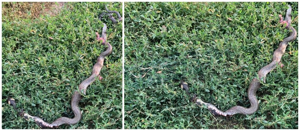 FOTO. Invazie de șerpi la marginea Sătmarului. Femeie: ”Am fost atacată, șarpele e foarte mare”