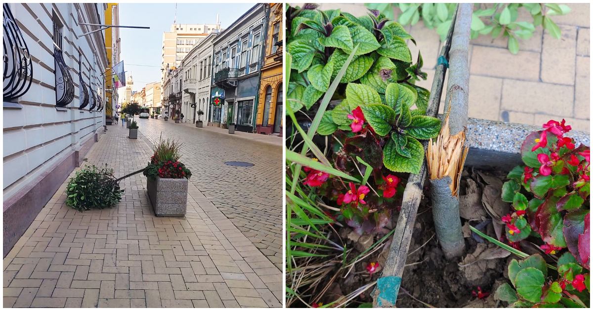 FOTO. Revoltător, în Centrul Vechi al Sătmarului. Copaci ornamentali rupți