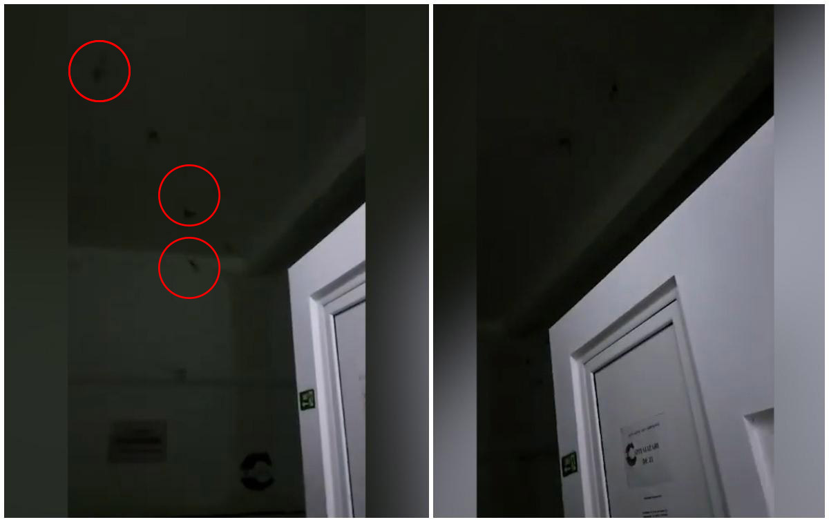 VIDEO. Apariţie neaşteptată pe holurile unui spital din țară. Secție invadată de lilieci. Au fost chemați pompierii