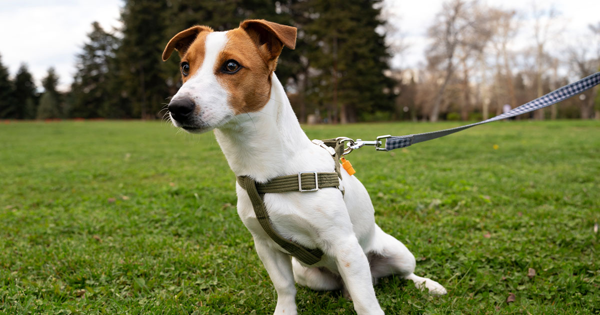 Primăria plătește! Câinele tău poate fi sterilizat gratis. Locurile sunt limitate. Care sunt condițiile