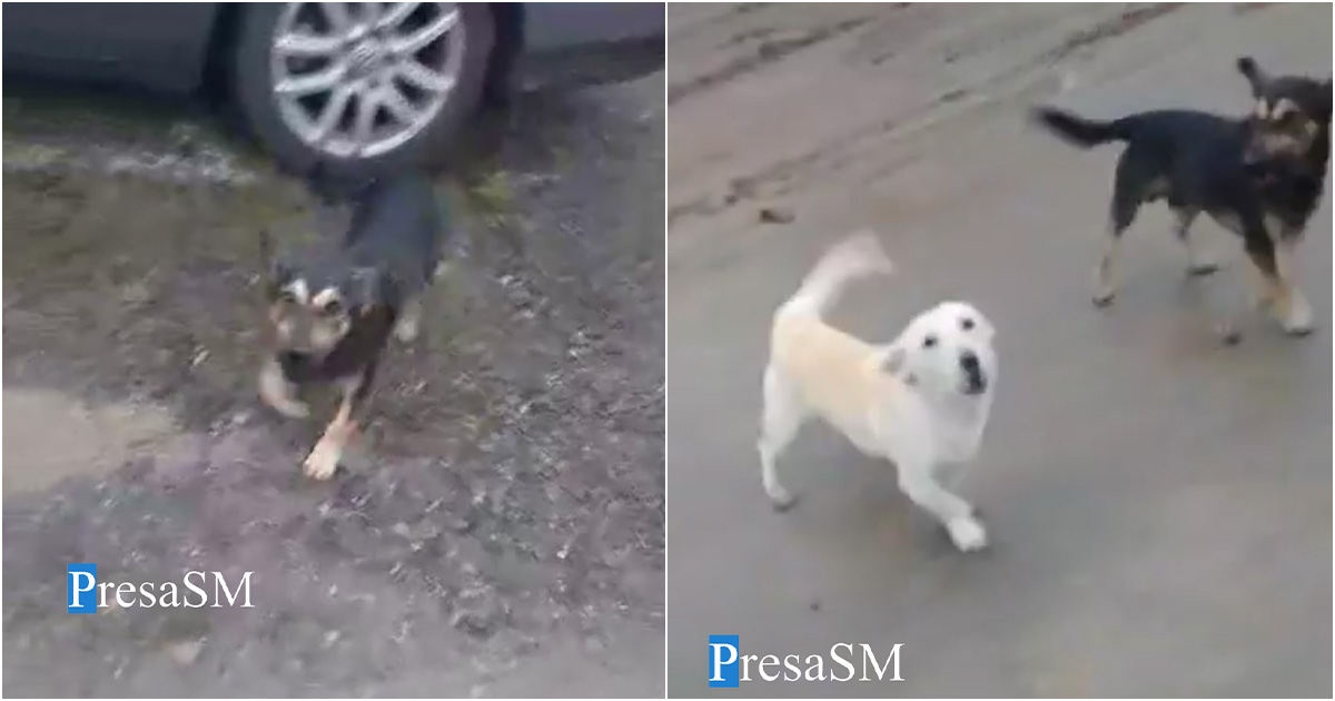 VIDEO. Sătmăreancă, la un pas să fie mușcată de doi câini cu stăpân, lăsați liberi pe spațiul public. Și copiilor le este frică