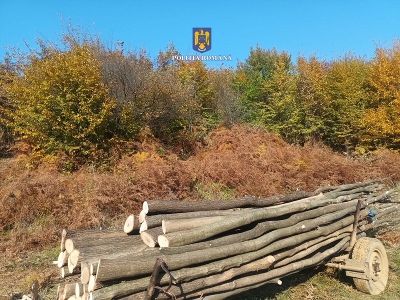 FOTO. Sătmărean prins cu copacii în căruță. Ar fi tăiat peste 100 de arbori în această lună