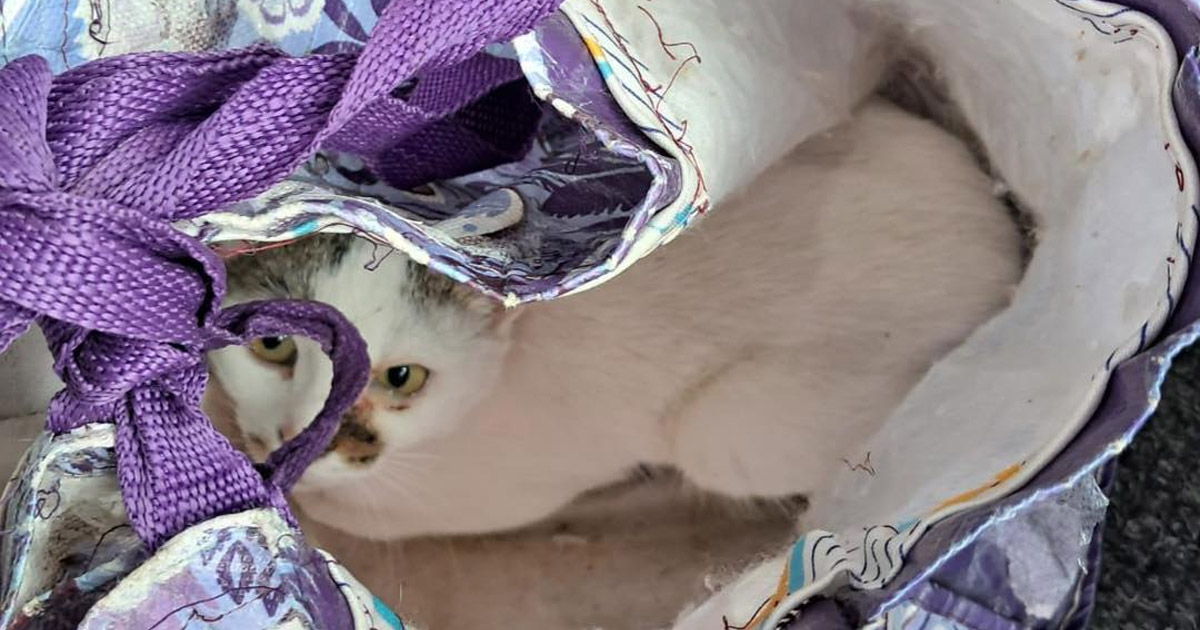 Angajat al Transurban cu suflet mare. Are grijă de pisica din sacoșă, abandonată în autobuz