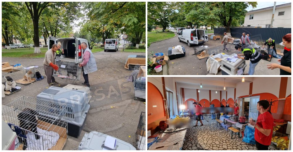 FOTO. Exemplu de succes în gestionarea câinilor la Odoreu. Sute de animale sterilizate