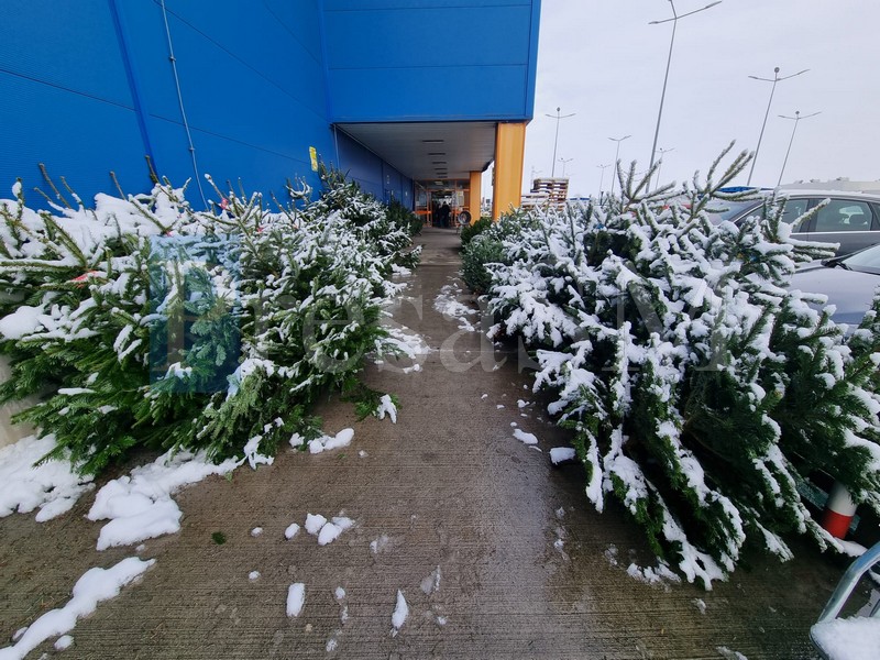 FOTO. Sătmărenii pot deja să cumpere brazii pentru Crăciun. Care sunt prețurile în acest an