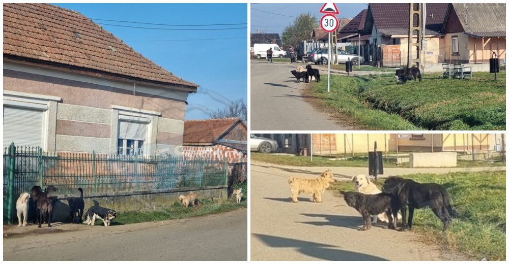 FOTO. Haitele de câini au invadat comunele de la periferia Sătmarului. Persoane mușcate