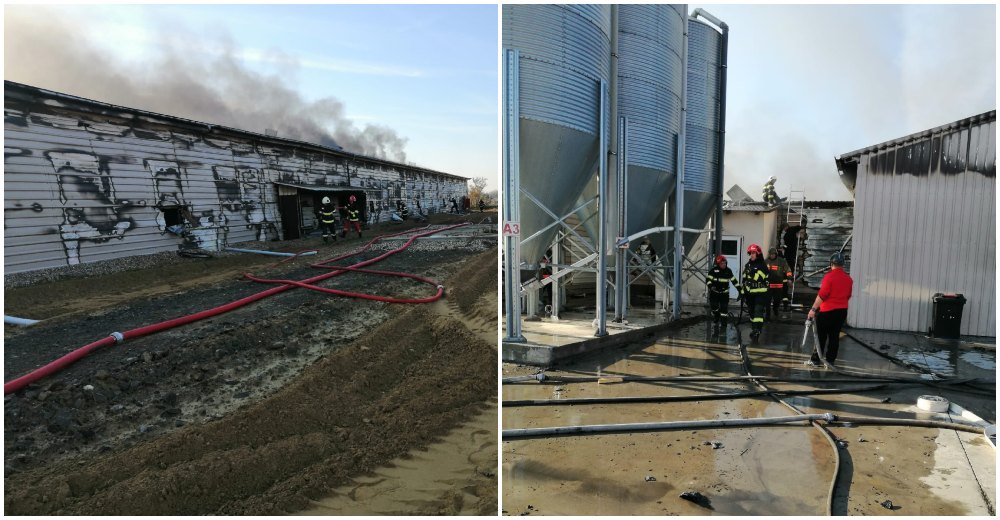 FOTO/VIDEO. Incendiu uriaș la o fermă de pui din județul Satu Mare. Mobilizare a pompierilor