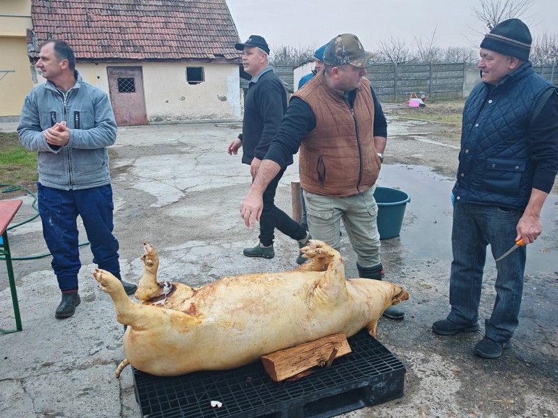 FOTO/VIDEO. Tradițiile continuă la Odoreu: tăiere tradițională de porc pentru copiii de la Casa de Tip Familial Iris din Berindan