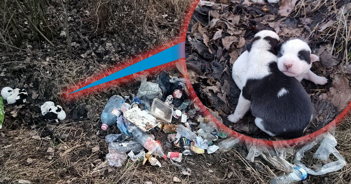 FOTO. Furie și dezgust. Sătmărean suspectat că a abandonat șase pui de cățel, la un loc cu un morman de gunoaie, în județul vecin