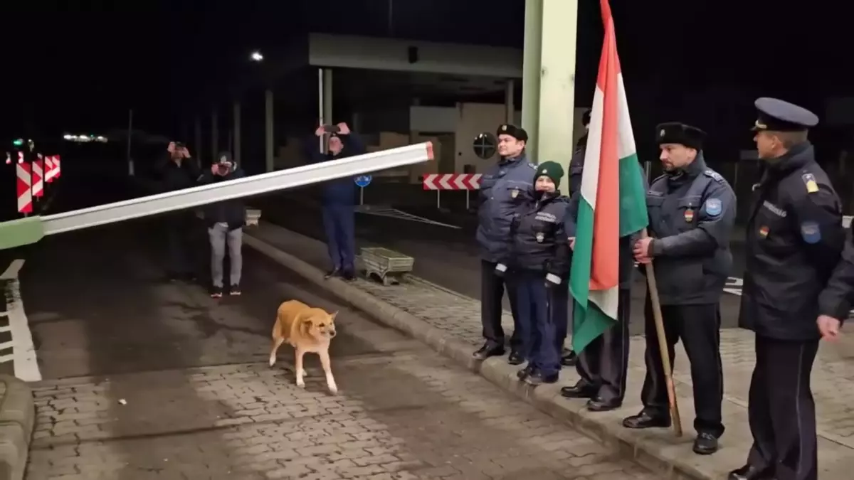 VIDEO. Un cățel simpatic, primul „călător” care a trecut granița la Vama Petea, la intrarea în Schengen