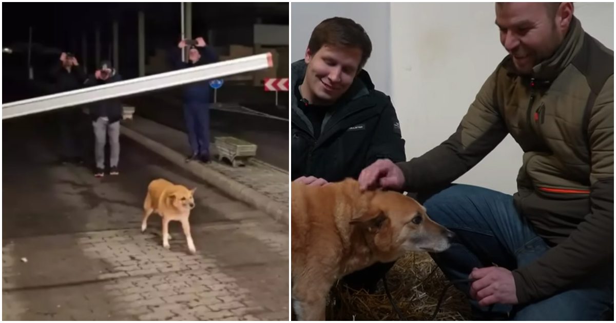 VIDEO. Și-a găsit stăpân ❤️A fost salvat cățelul care a trecut primul fosta vamă Petea după intrarea în Schengen