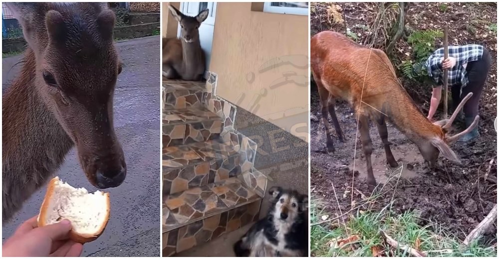 FOTO/VIDEO. Povestea tristă a cerbului din Certeze. De ce a ajuns să atace oamenii pe stradă