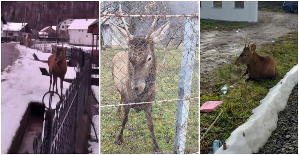 FOTO/VIDEO. Nu e glumă! Un cerb terorizează cea mai bogată comună din județul Satu Mare