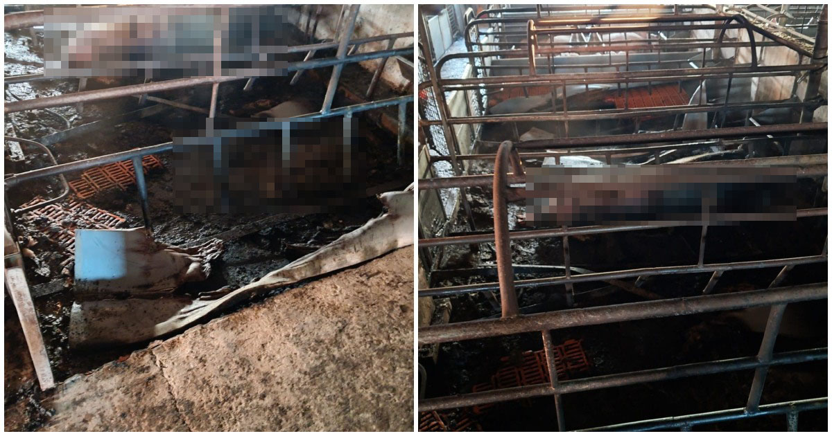 FOTO. Efectele incendiului puternic de la o fermă din județul Satu Mare: zeci de porci au murit. Alte sute au fost salvate