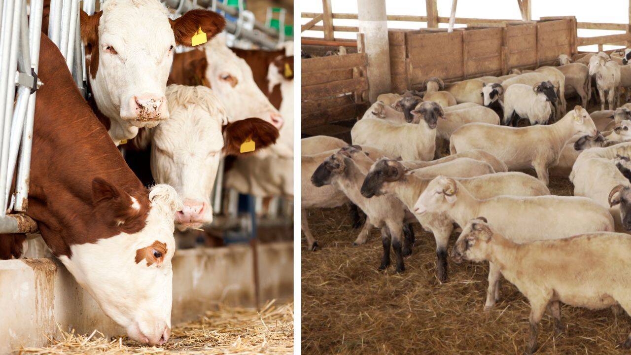 Avertizare DSVSA Satu Mare: Pericol real de răspândire a unei noi boli în rândul animalelor