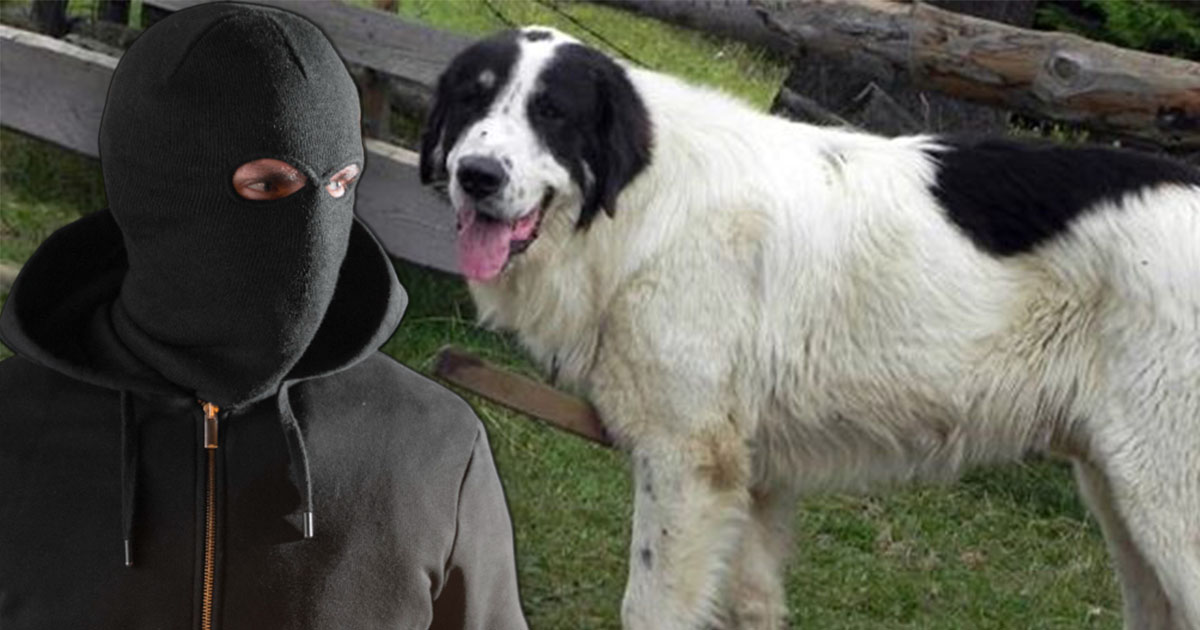 Se fură orice la noi în țară, până și câinii de pază. Hoțul și cei doi complici au ajuns în arest preventiv