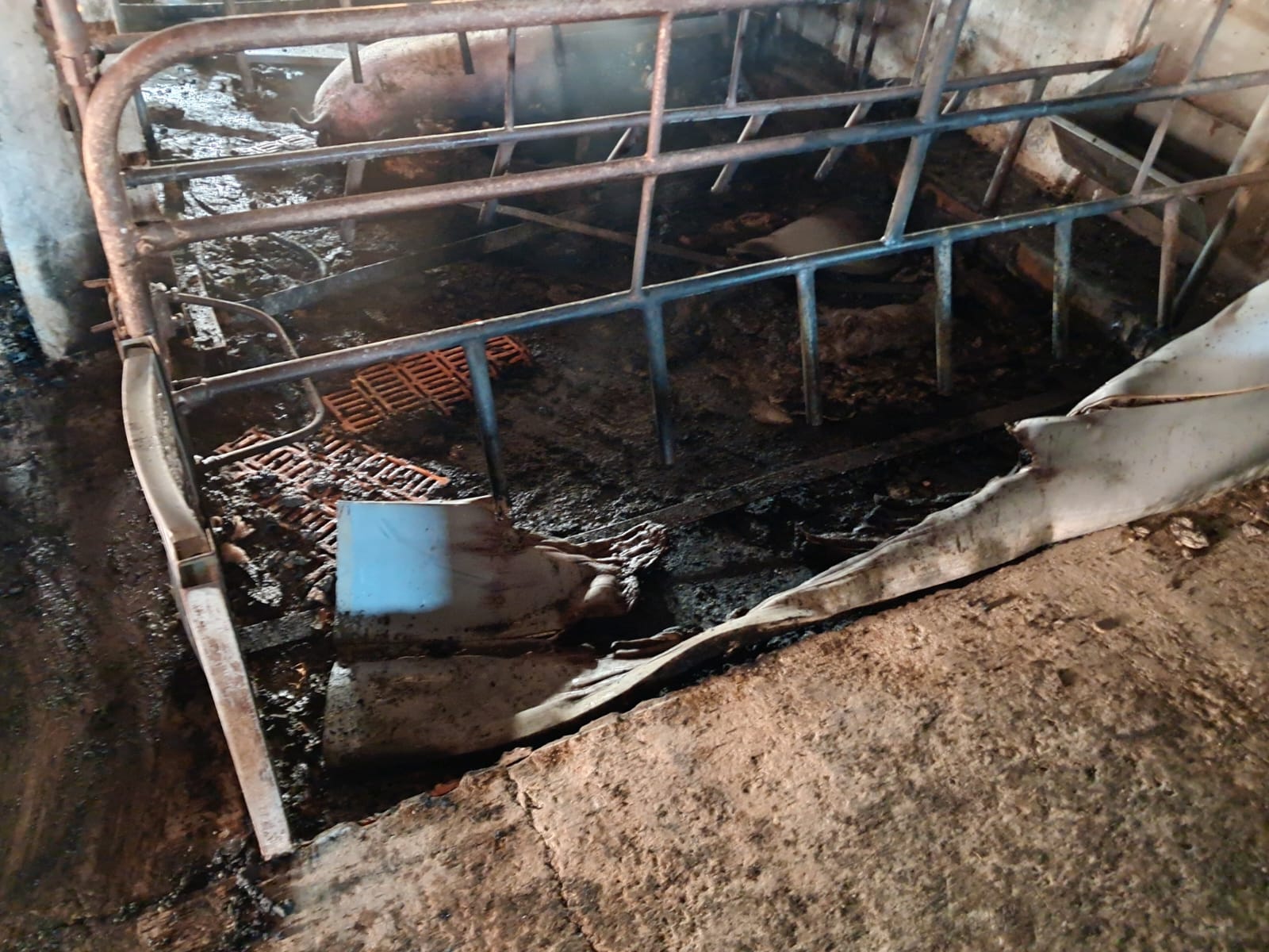 Incendiu la o fermă de porci din județul Satu Mare. Pompierii se mobilizează