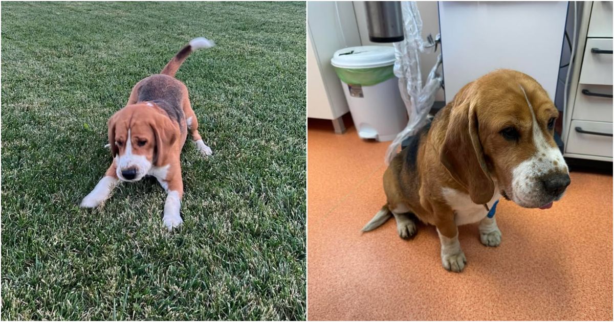 FOTO. Un sătmărean acuză că i-a fost otrăvit câinele cu antigel. Și vecinul său ar fi pățit la fel